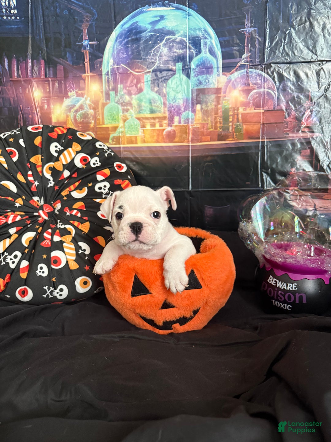 English Bulldog dogs for sale: Brian - Ad 9