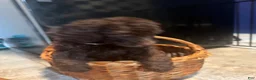 Goldendoodle dogs for sale: Goldendoodle Yellow - Ad 3