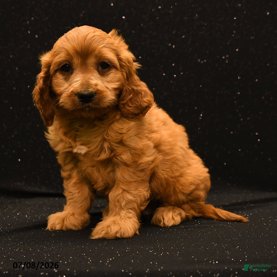 Cavapoo dogs Jax - Ad 1