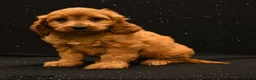 Cavapoo dogs for sale: Jax - Ad 1
