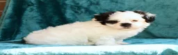 Malshi dogs for sale: Panda - Ad 4
