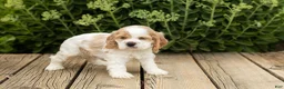 Cocker Spaniel dogs for sale: Patches  - Ad 4