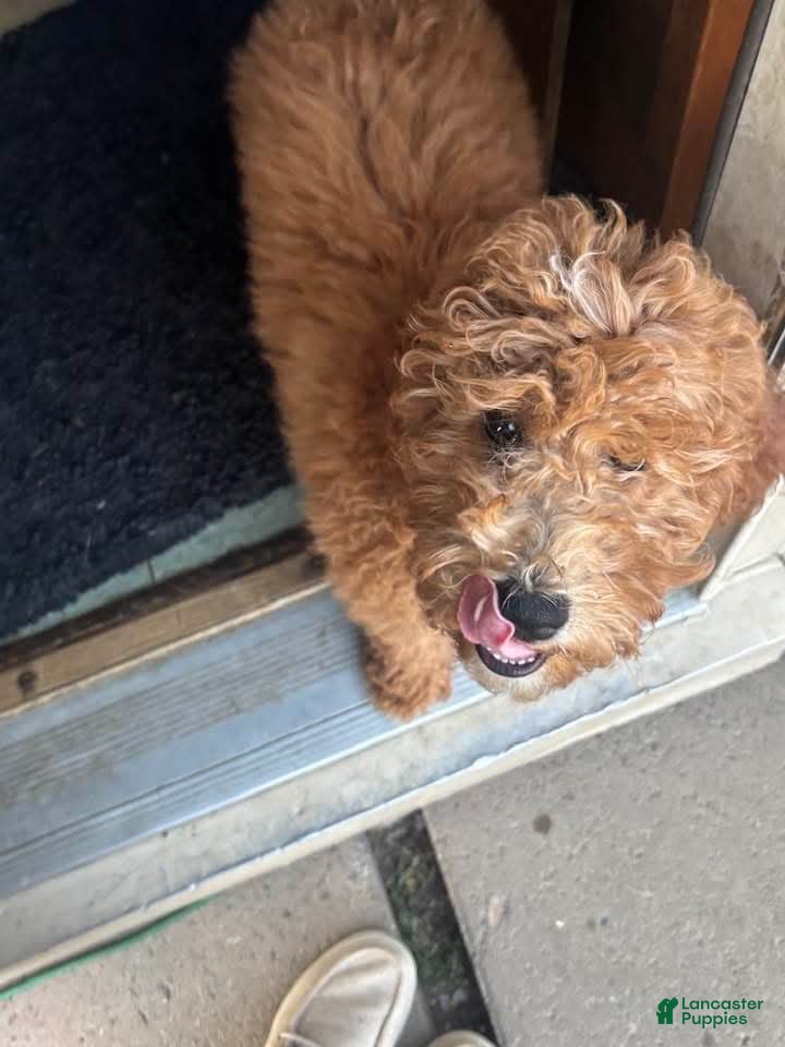 Mini Goldendoodle dogs Mini Goldendoodle Girl 1 - Ad 23