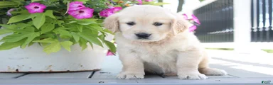 Tammy