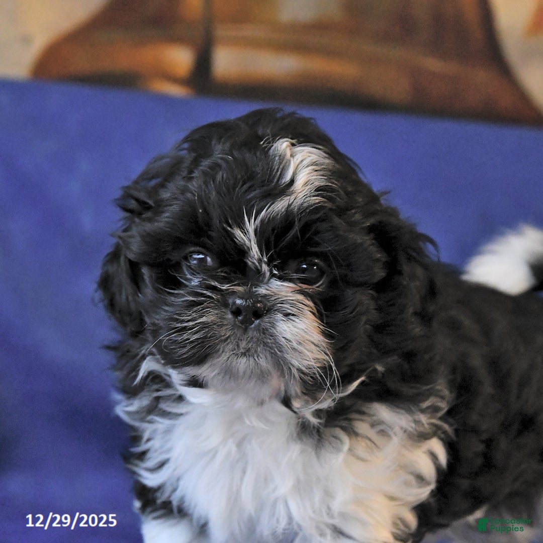 Shih Tzu dogs for sale: Marley - Ad 2