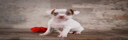Chihuahua dogs for sale: Fiona - Ad 10