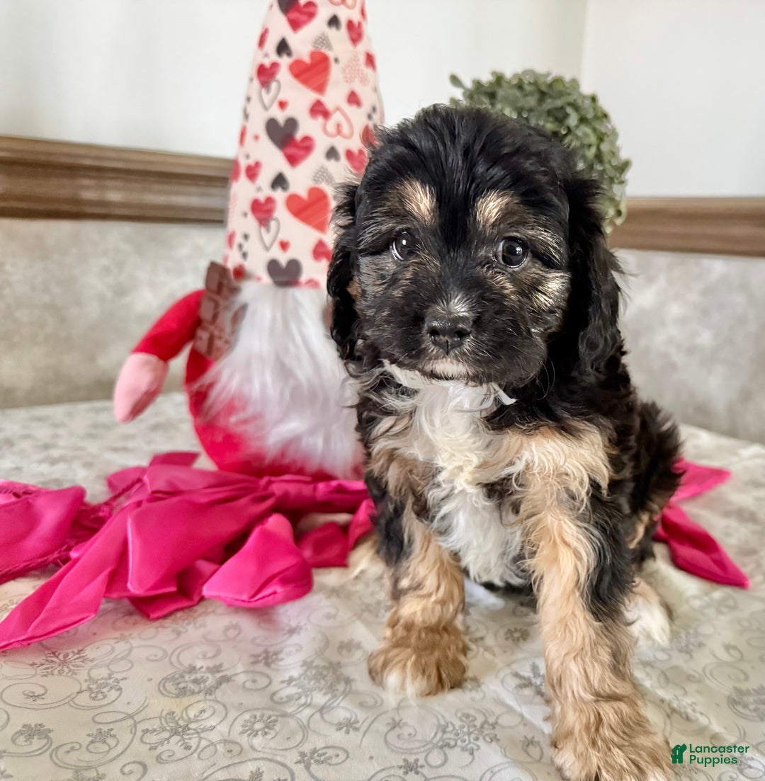 Cavapoo dogs for sale: Curley - Ad 2