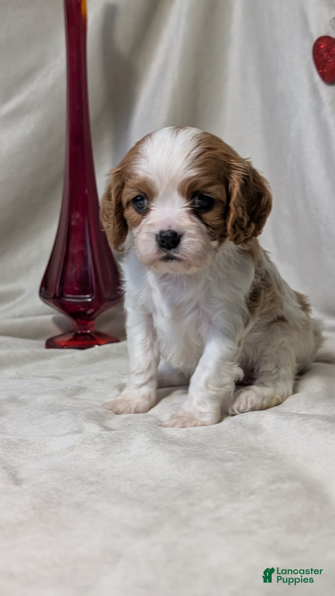 Cavalier King Charles Spaniel dogs for sale: River - Ad 7