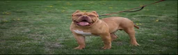 American Bully dogs for stud: Bully named ace  - Ad 3