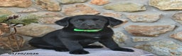 Labrador Retriever dogs for sale: Jay  - Ad 1