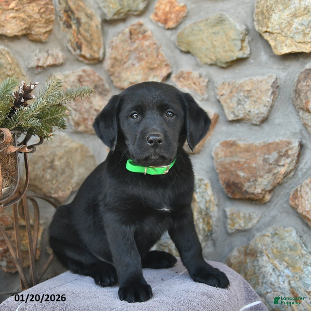 Labrador Retriever dogs for sale: Jay  - Ad 1