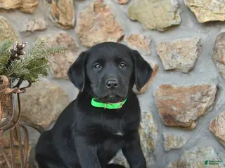 Labrador Retriever dogs Jay - Ad 12