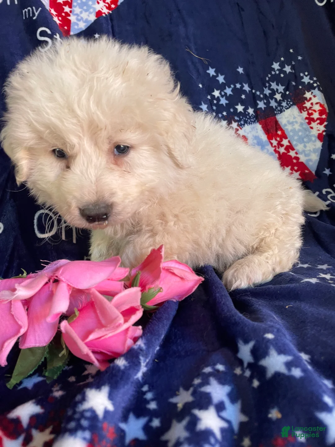 Great Pyrenees dogs for sale: Yukon - Ad 2