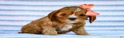 Cavapoo dogs for sale: Esme Cavapoo Pup - Ad 1