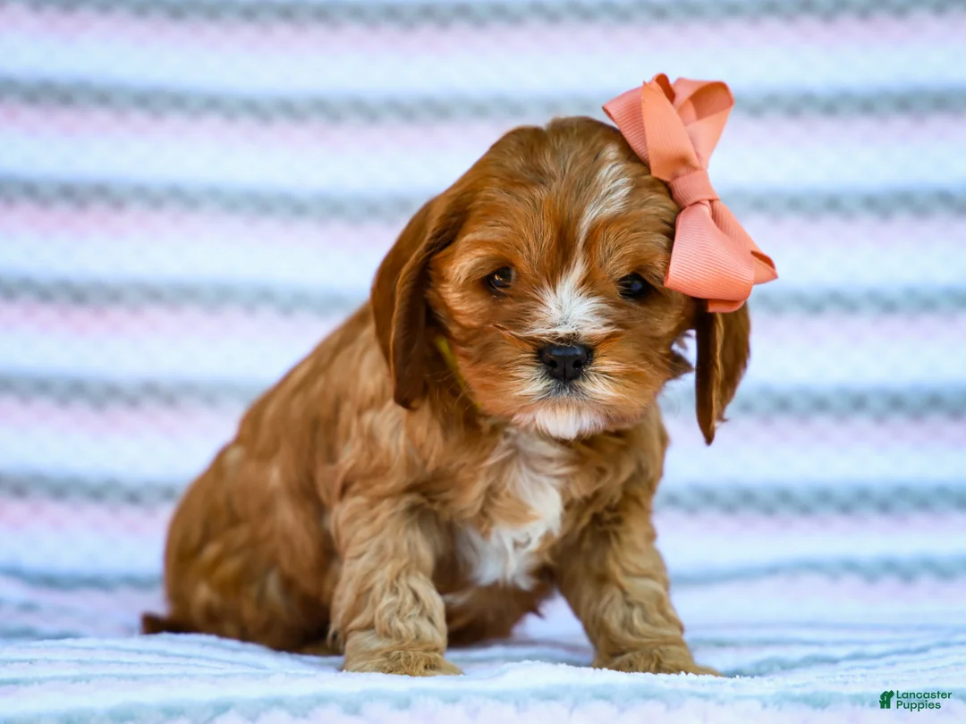 Cavapoo dogs for sale: Esme Cavapoo Pup - Ad 1