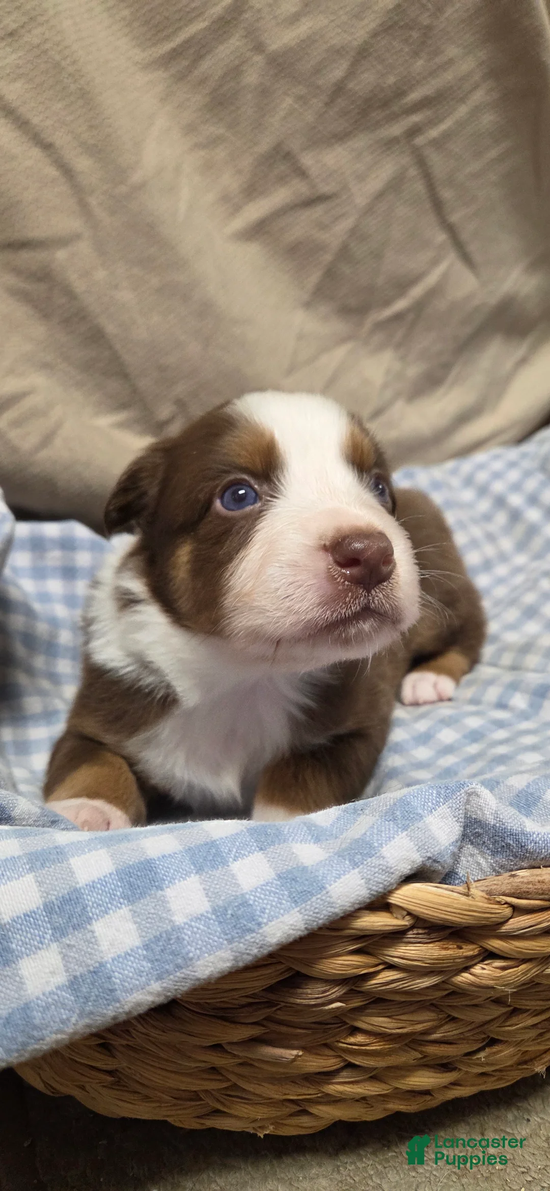 Australian Shepherd dogs for sale: Fox - Ad 1