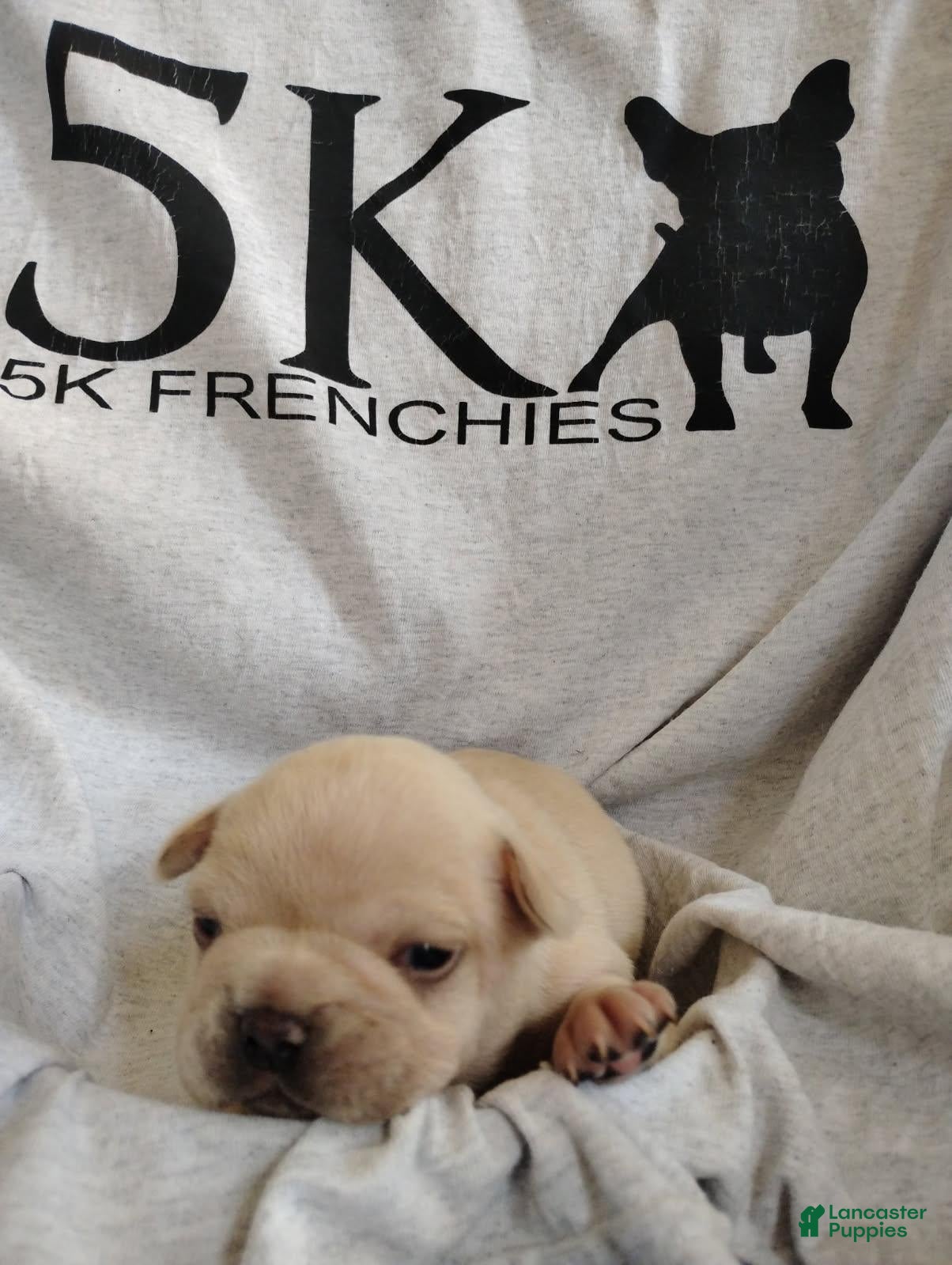 French Bulldog dogs Boy 2 - Ad 24