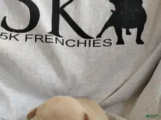 French Bulldog dogs Boy 2 - Ad 24