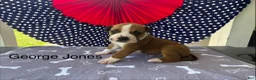 American Bulldog dogs for sale: Male #2/ George Jones - Ad 1