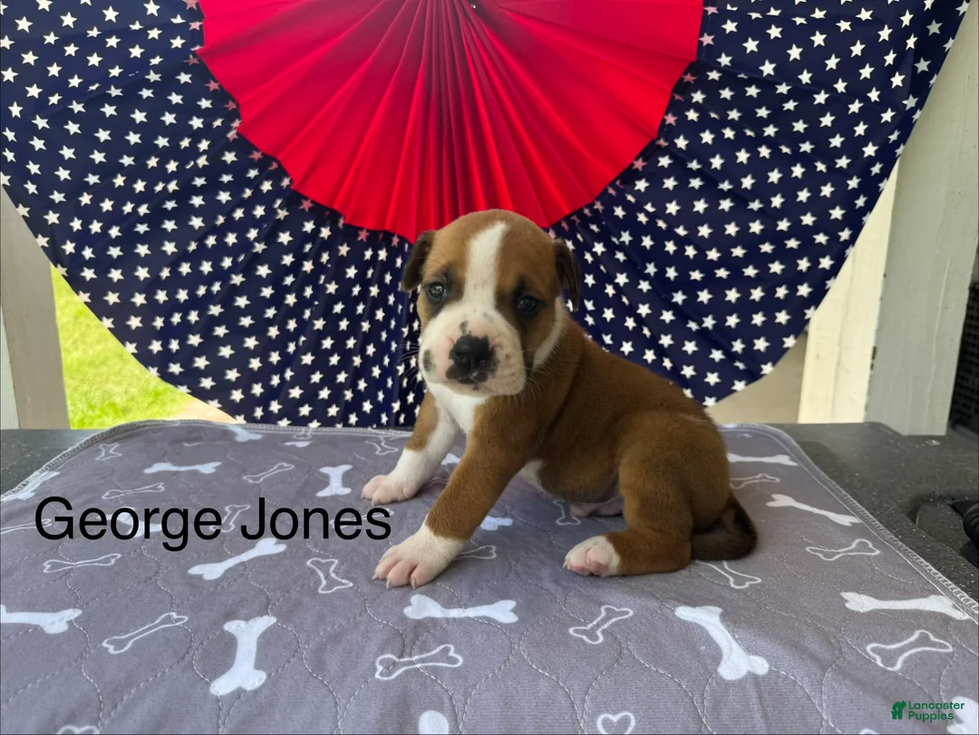 American Bulldog dogs for sale: Male #2/ George Jones - Ad 1