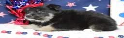 Mixed Breed dogs for sale: Violet  - Ad 7