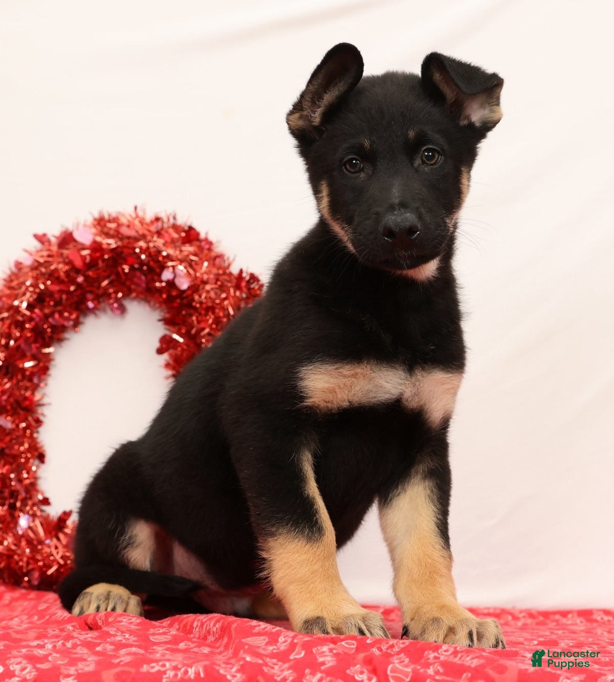 German Shepherd dogs Marshall - Ad 2