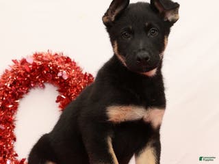 German Shepherd dogs Marshall - Ad 6