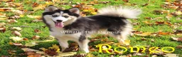 Pomsky dogs for sale: Missy - Ad 5