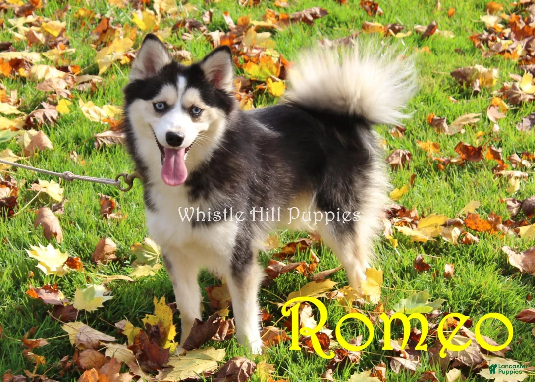 Pomsky dogs for sale: Missy - Ad 5