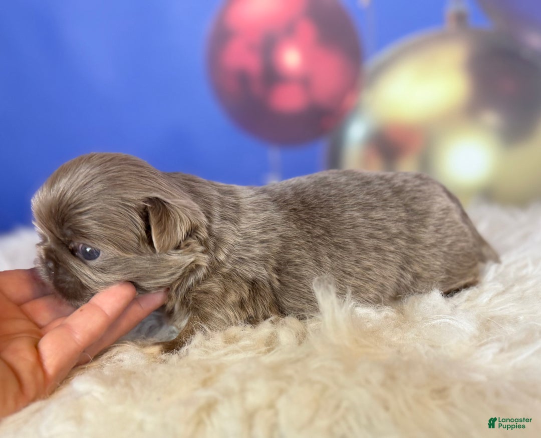 Pekingese dogs for sale: AKC DNA OFA Buddy lilac - Ad 9