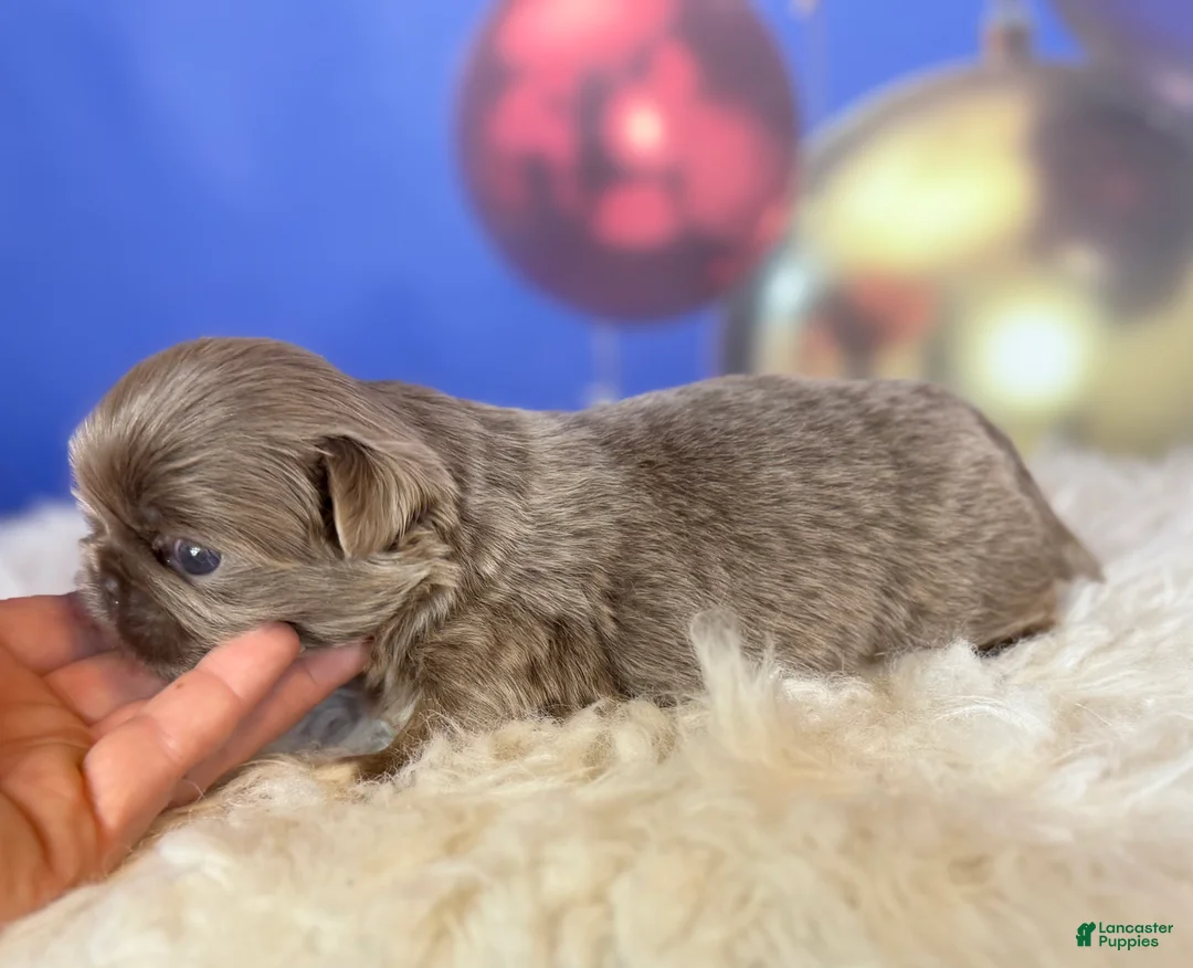 Pekingese dogs for sale: AKC DNA OFA Buddy lilac - Ad 10