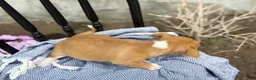 Chihuahua dogs for sale: Peter - Ad 12