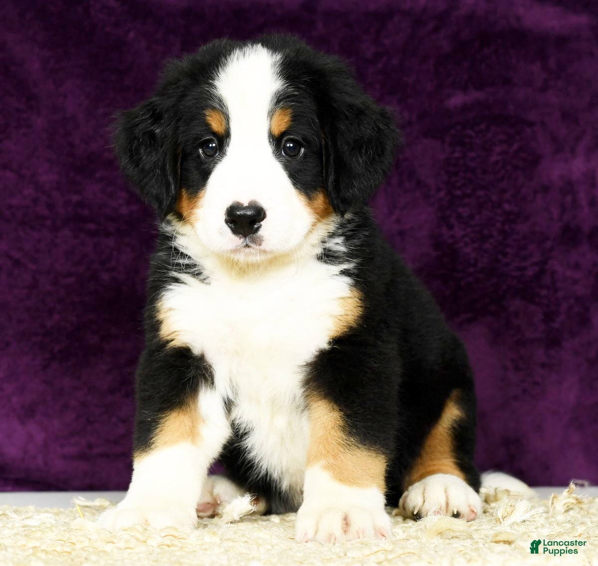 Dog Grooming Dog Food What Kind Of Dog Is On The Flonase