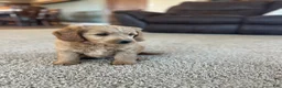 Mini Goldendoodle dogs for sale: Rusty - Ad 5