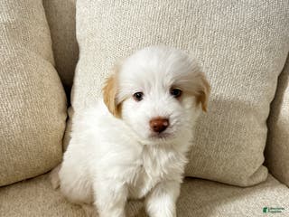 Mixed Breed dogs Cozey - Ad 41