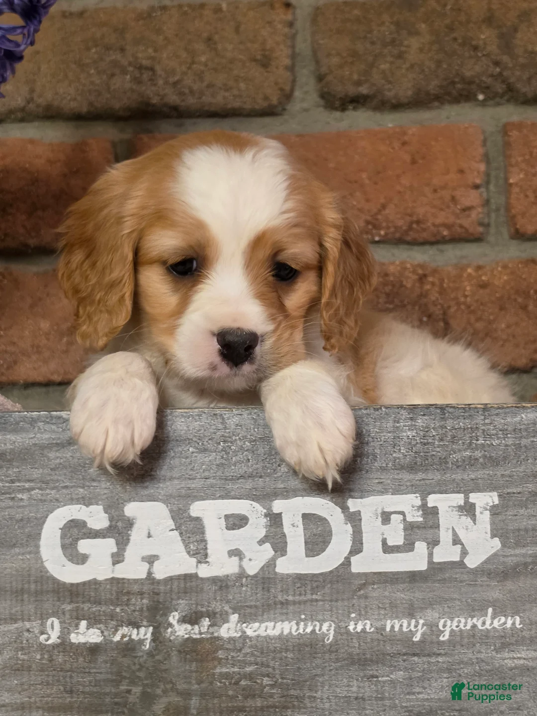 Cavapoo dogs for sale: Oscar - Ad 2