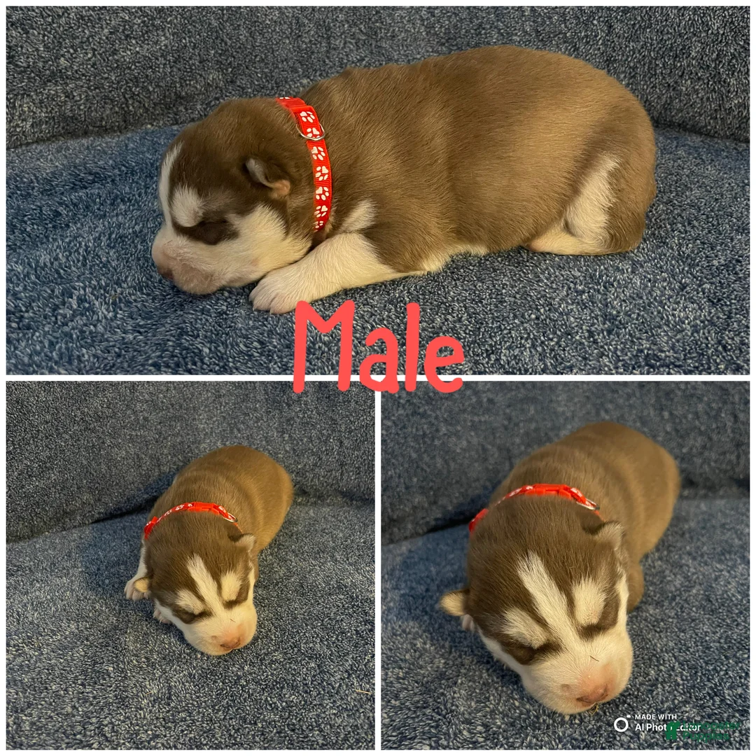 Siberian Husky dogs for sale: Siberian Husky Puppy 2 - Ad 1