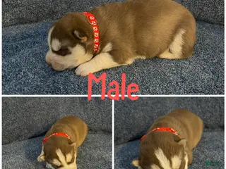 Siberian Husky dogs Siberian Husky Puppy 2 - Ad 34