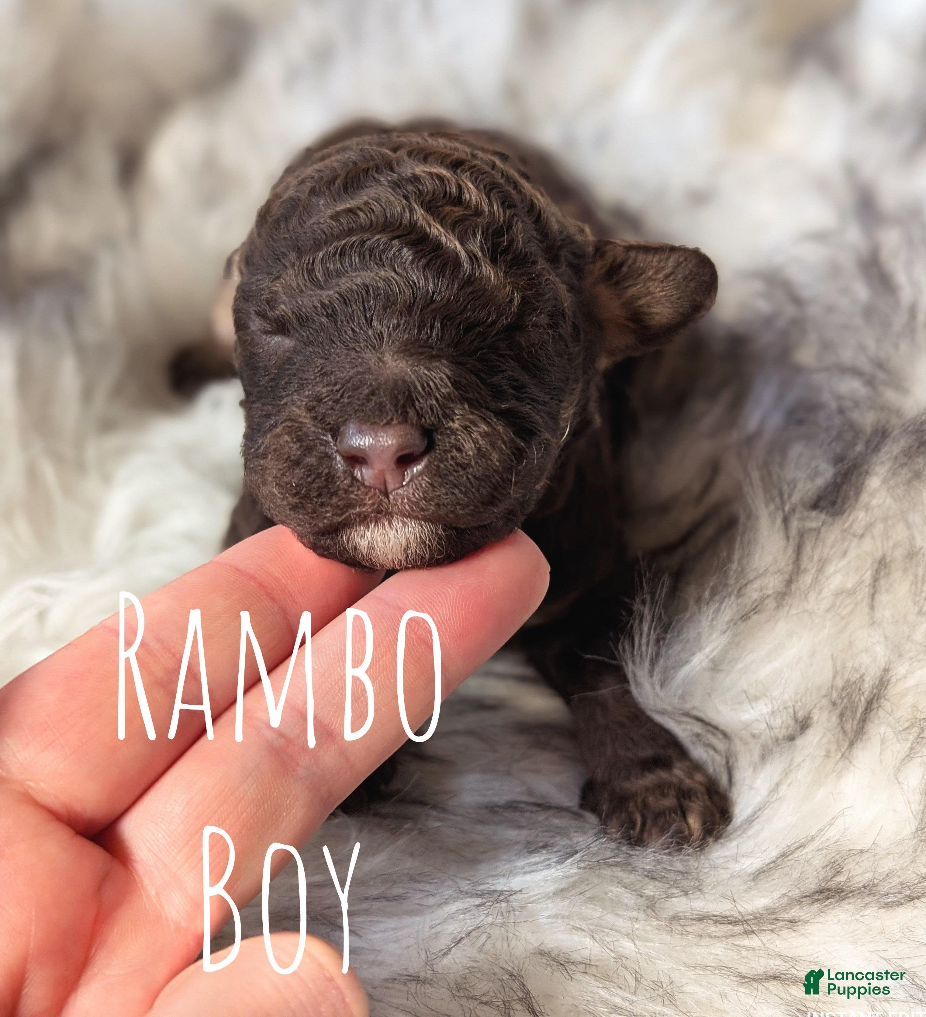 Mixed Breed dogs RAMBO  - Ad 6