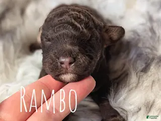 Mixed Breed dogs RAMBO - Ad 6