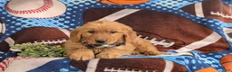 Golden Retriever dogs for sale: Corben - Ad 4