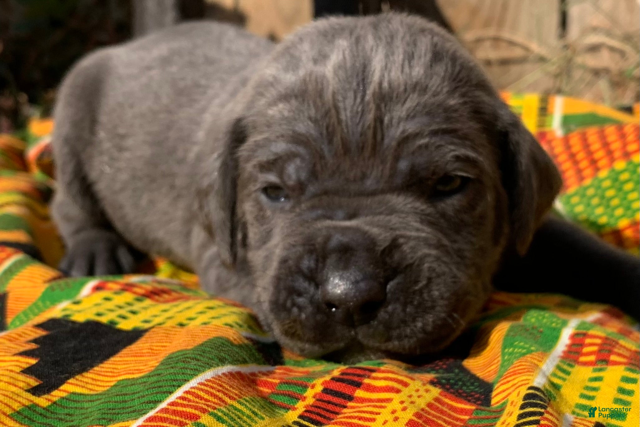 Cane Corso dogs Cane Corso Puppy 6 - Ad 36