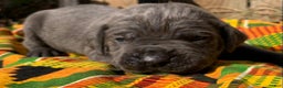 Cane Corso dogs for sale: Cane Corso Puppy 6 - Ad 1