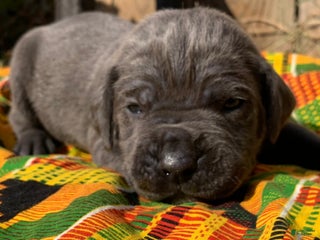 Cane Corso dogs Cane Corso Puppy 6 - Ad 5