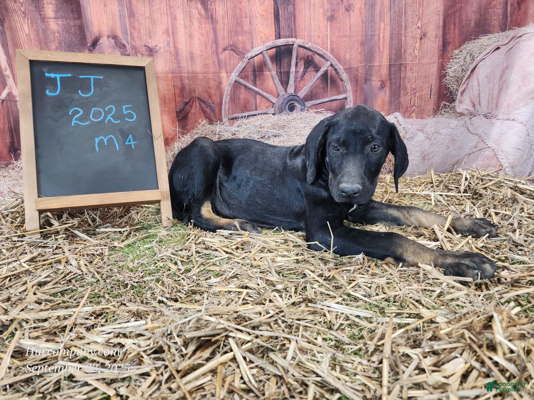 Catahoula Leopard Dog dogs for sale: JJ 2025 Male 4 - Ad 9
