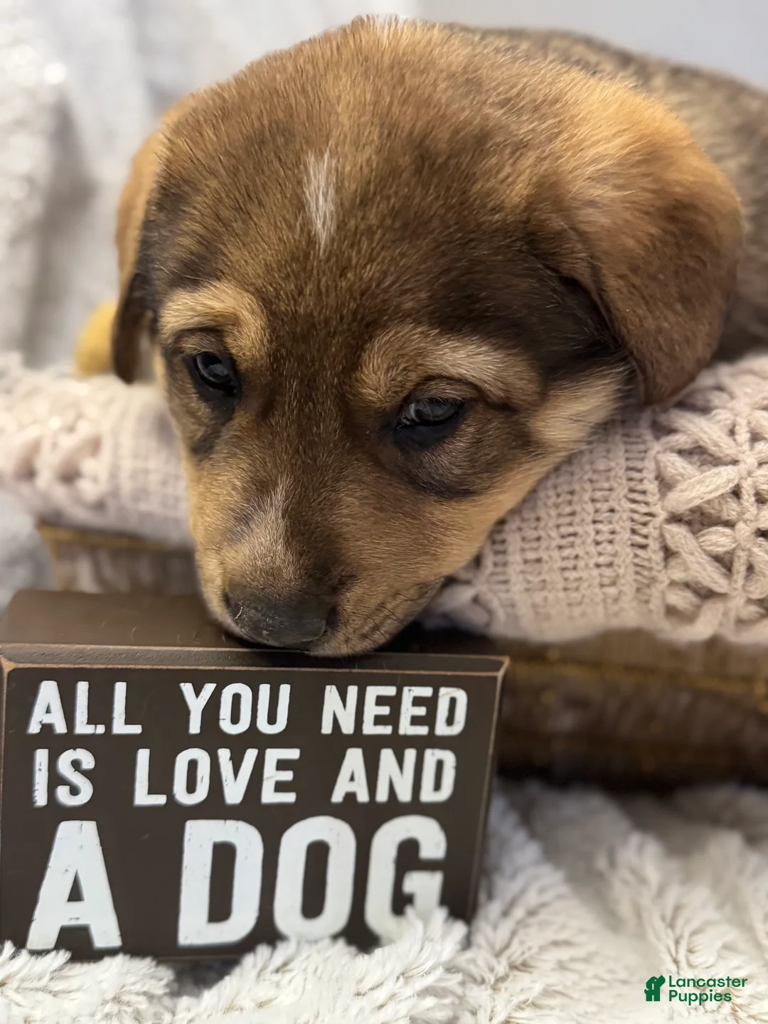 Mixed Breed dogs for sale: Sparkle - Ad 5