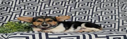 Welsh Corgi Pembroke dogs for sale: Blake - Ad 7
