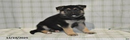 German Shepherd dogs for sale: Marshall - Ad 3