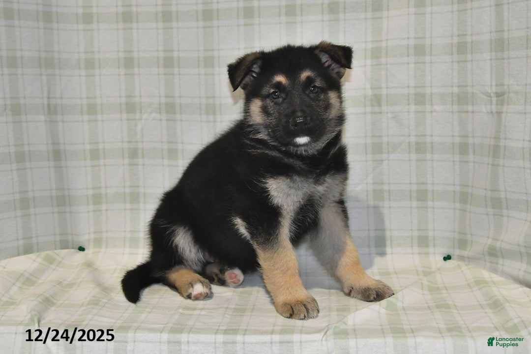 German Shepherd dogs for sale: Marshall - Ad 3