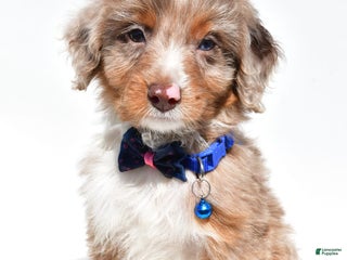 Mini Aussiedoodle dogs - Ad 16